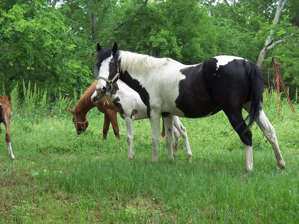 #6 - American Paint Horse (sylvester75117, Flickr, CC BY 2.0)
