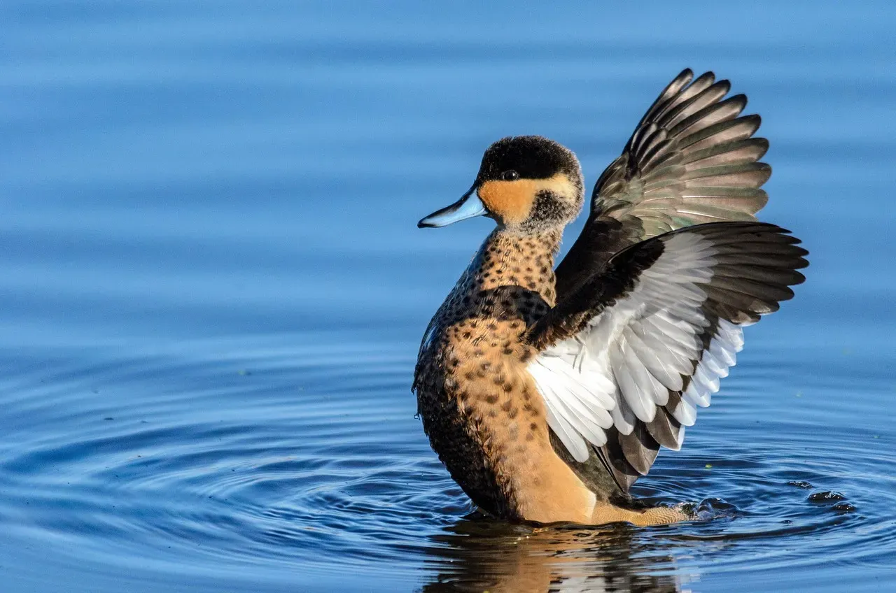 Carolina Waterfowl Rescue, North Carolina (Image Credits: Pixabay)