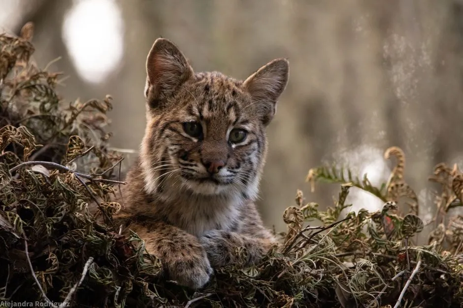 Why Understanding Bobcats&rsquo; True Hunting Rhythm Matters (Image Credits: Pexels)