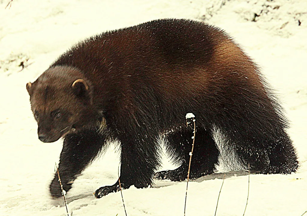 Year Round Activity in Extreme Cold (irio.jyske, Flickr, CC BY 2.0)