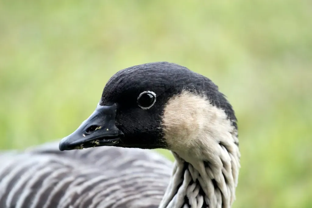 Conclusion: What These Animals Tell Us (z2amiller, Flickr, CC BY-SA 2.0)