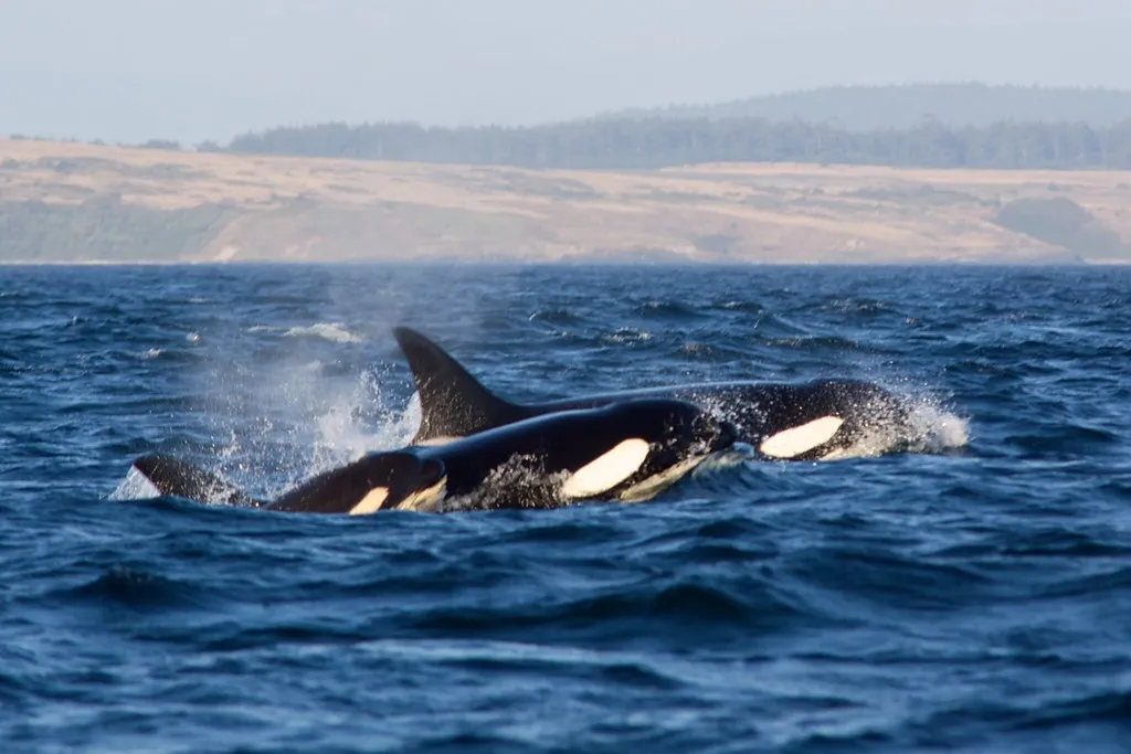 #7 The family extends well beyond mom, and that matters for conservation (DrTH80, Flickr, CC BY 2.0)