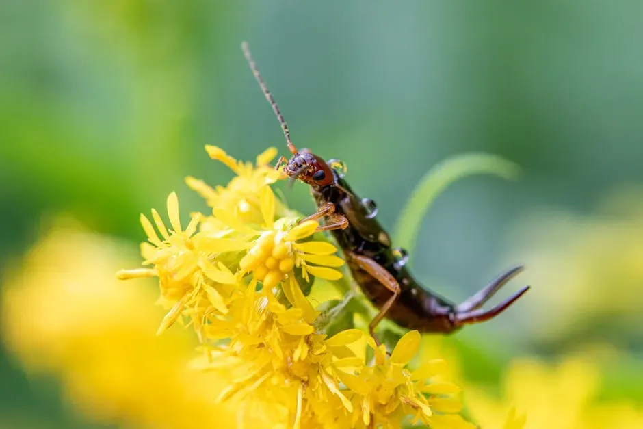9. Earwigs: Misunderstood Scavengers With a Useful Side (Image Credits: Pexels)