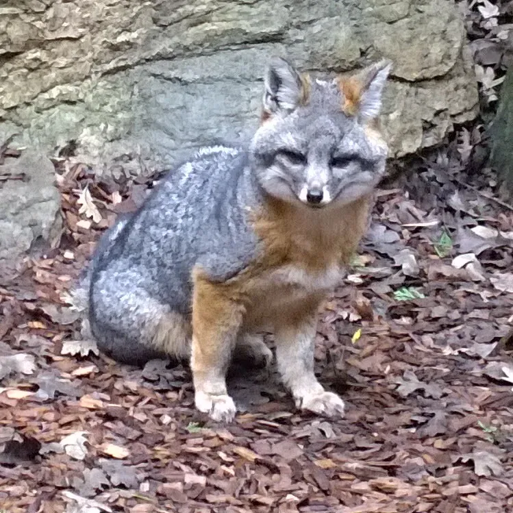 Channel Islands Fox (Image Credits: Flickr)