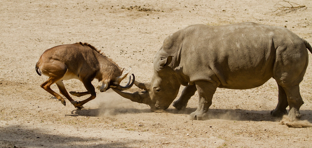 Real Ranger Encounters: Lessons from the Field (Image Credits: Flickr)