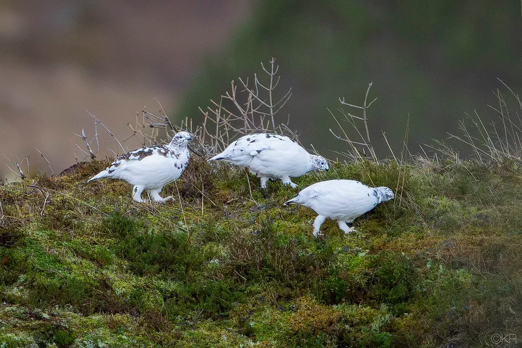 8. Rock Ptarmigans Transform From Brown to Pure White for Winter (Image Credits: Flickr)