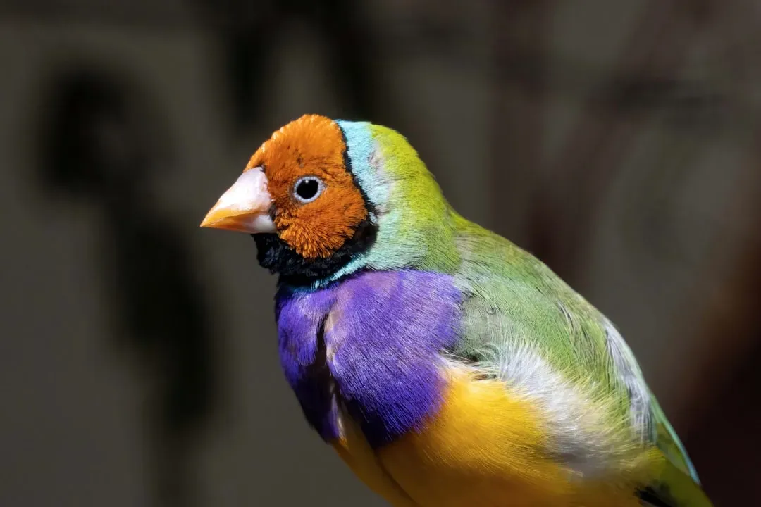 Gouldian Finch: Tiny Rainbow Jewel (Image Credits: Unsplash)