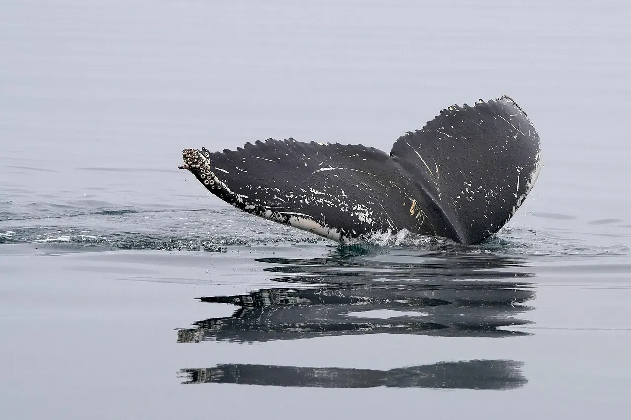 Whale Mass Strandings (Image Credits: Pixabay)