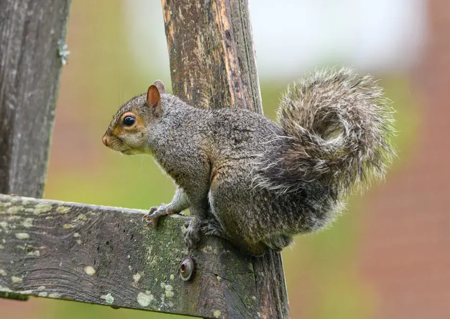 #7. Their Hind Legs Are Engineered for Tree Life (Image Credits: Pexels)