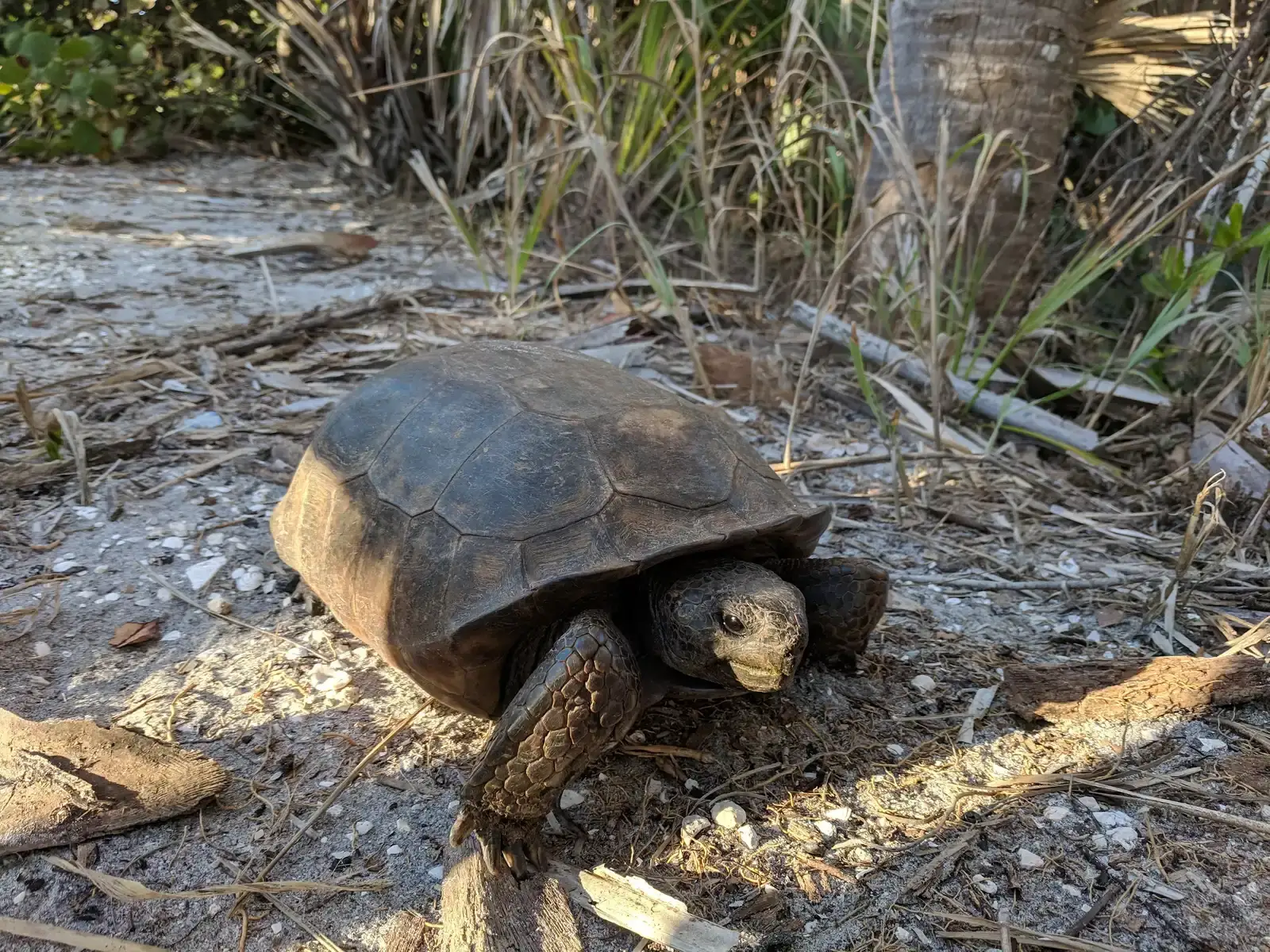 8. Gopher Tortoise (By Grendelkhan, CC BY-SA 4.0)