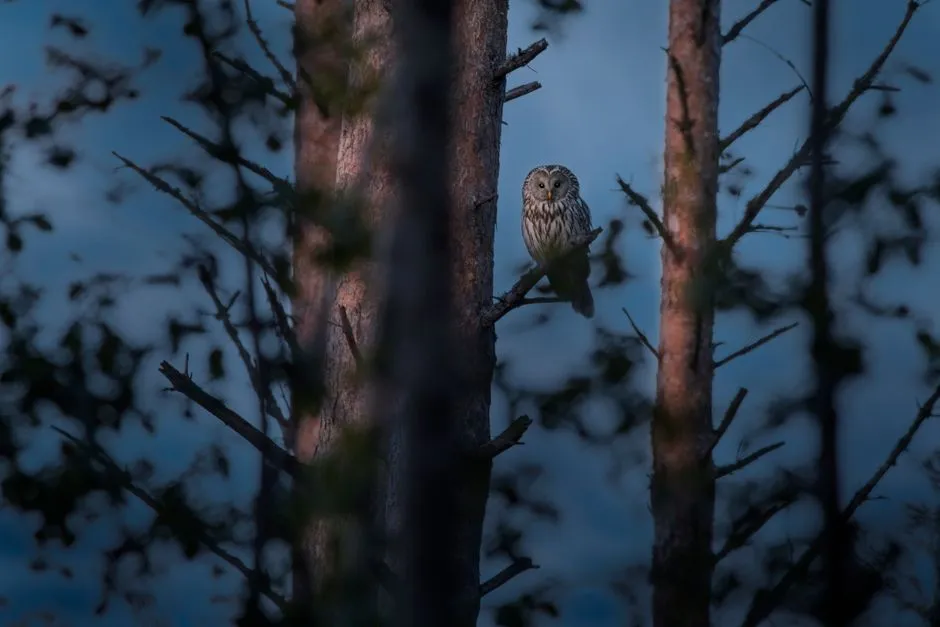 Dusk Is When Owls Change Gears (Image Credits: Pexels)