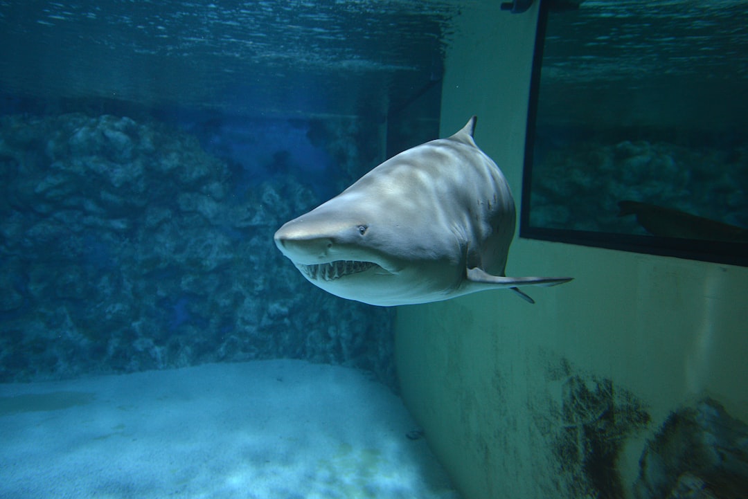 The Great White That Learned to Outwit Cage Divers (Image Credits: Unsplash)
