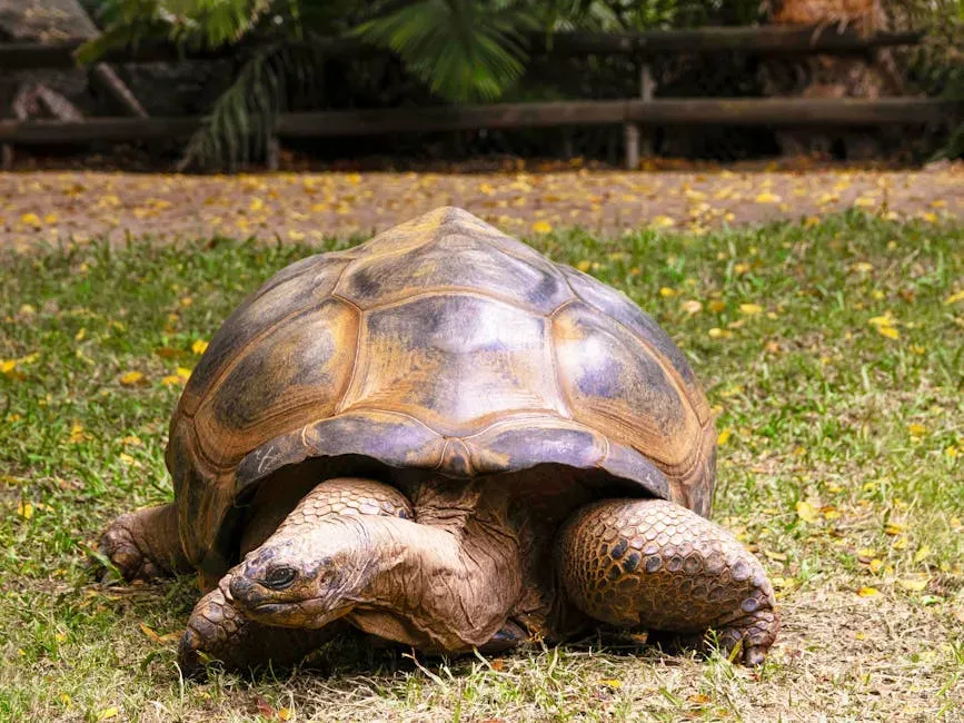 What Ancient Animals Can Teach Us About Human Aging (Image Credits: Pexels)