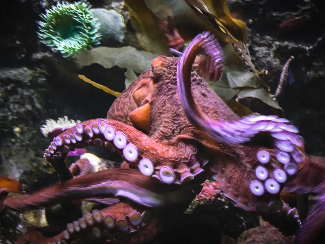 Iridophores and Leucophores: Shimmer Masters (Image Credits: Unsplash)