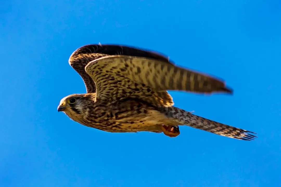 They're the Fastest Animal on Earth (Image Credits: Unsplash)
