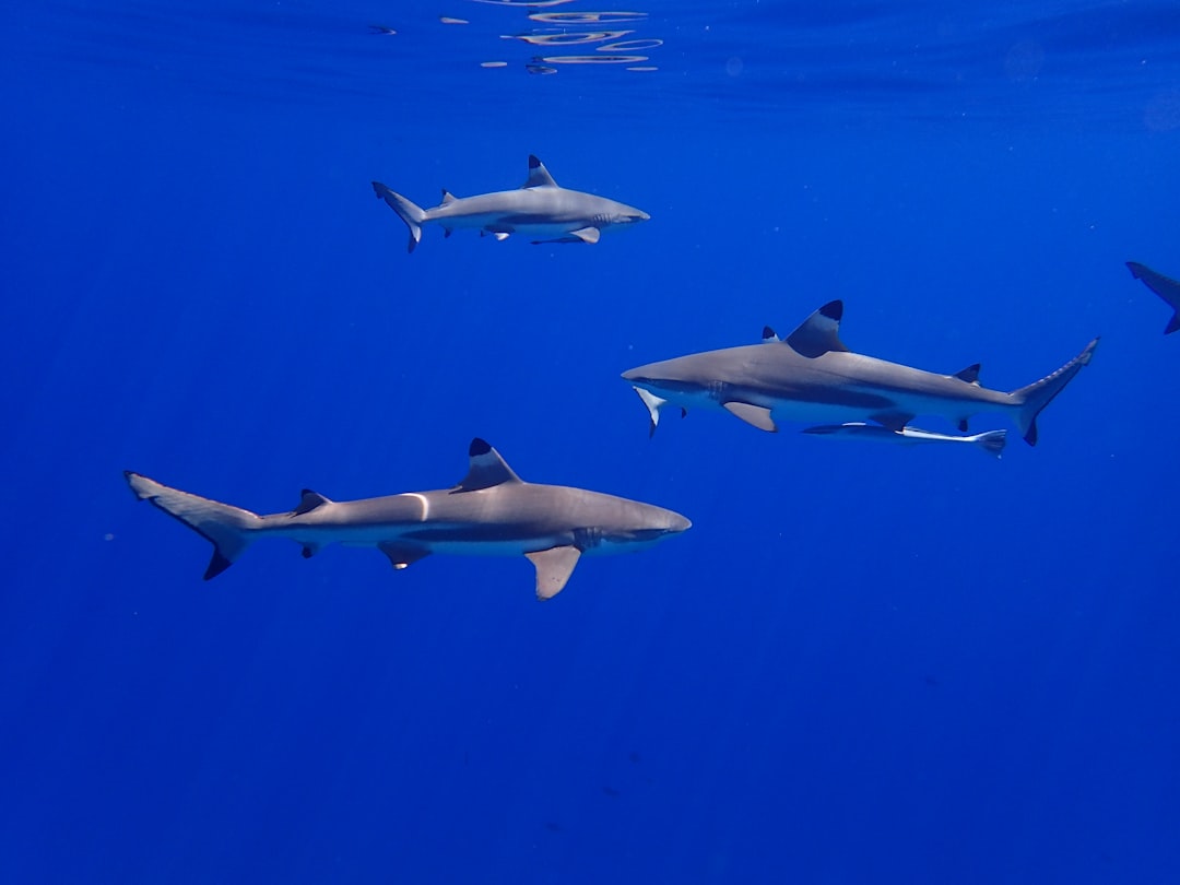 Shark Social Networks: The Hidden Truth (Image Credits: Unsplash)