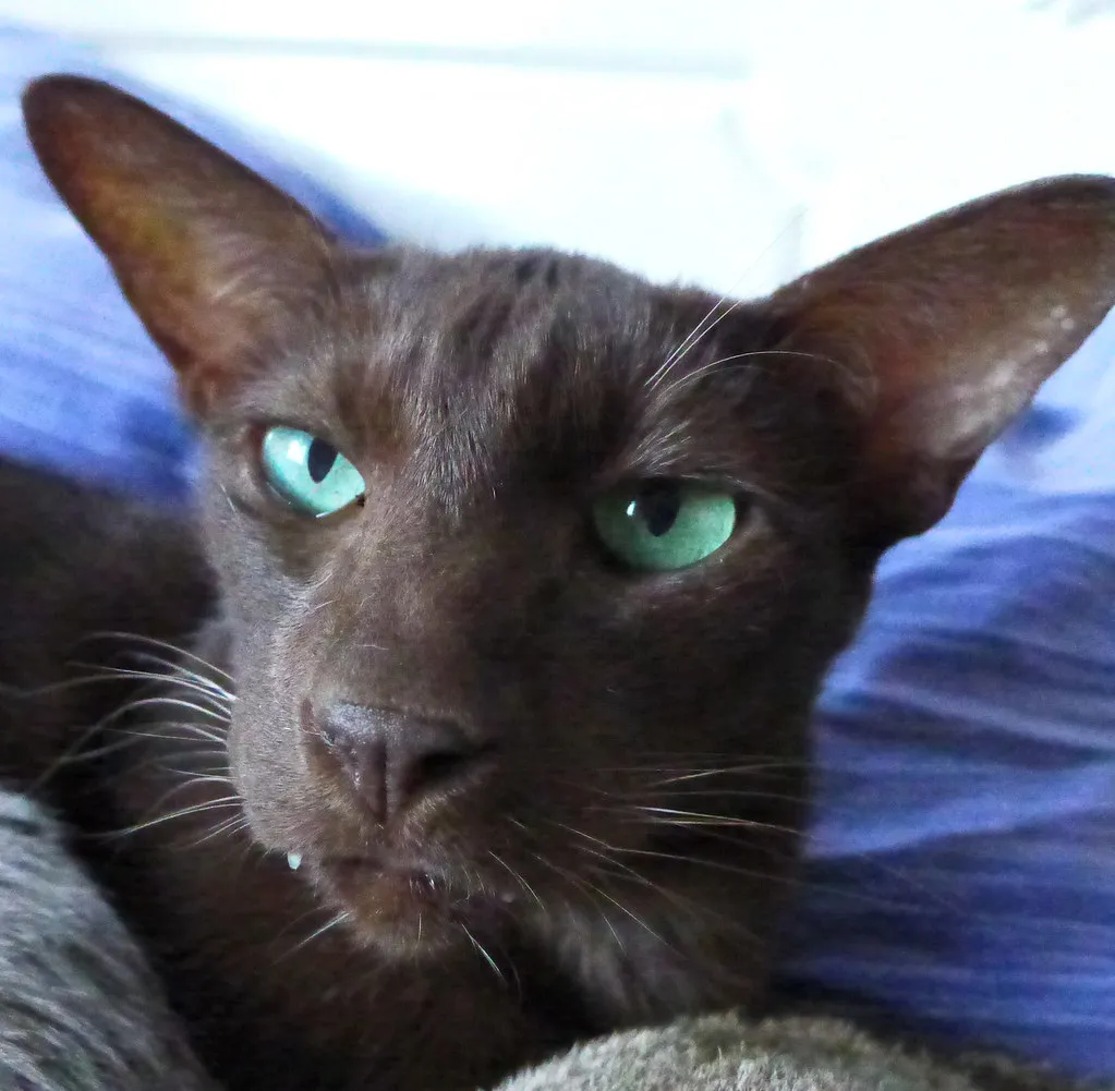 #32 - Havana Brown: Conversation Partner, Not Just a Pet (More Particular With Age) (Lil Shepherd, Flickr, CC BY 2.0)