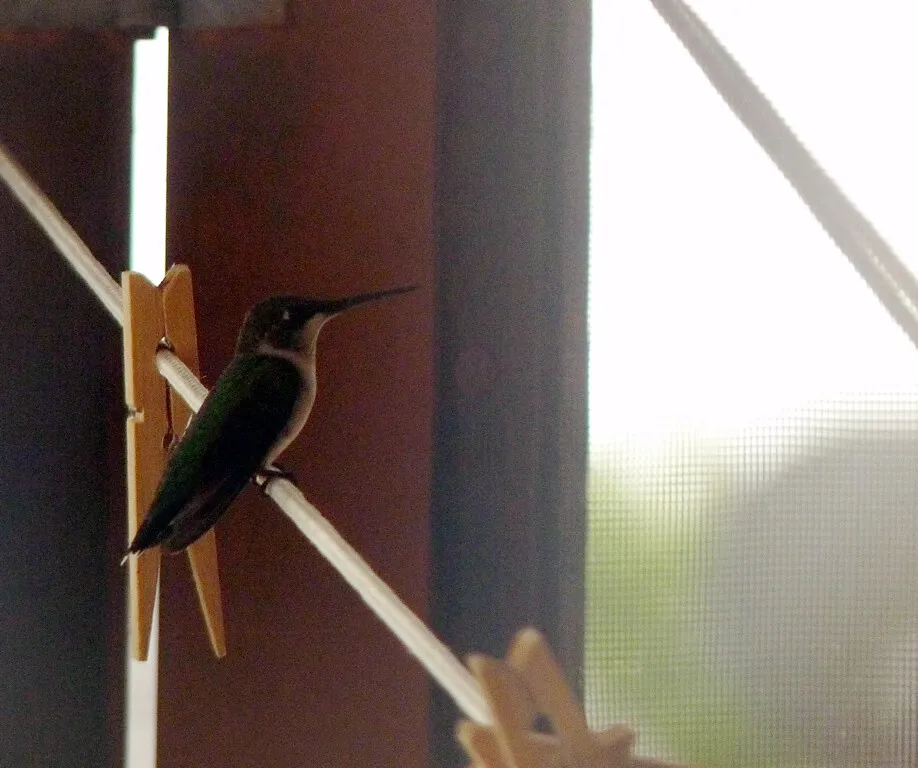 #7 - They Use Your House Like It's Part of the Wild (Linda Rain 714, Flickr, CC BY 2.0)
