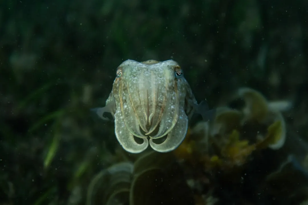 Thinking Across Species: Are We Overrating Our Uniqueness? (Image Credits: Unsplash)