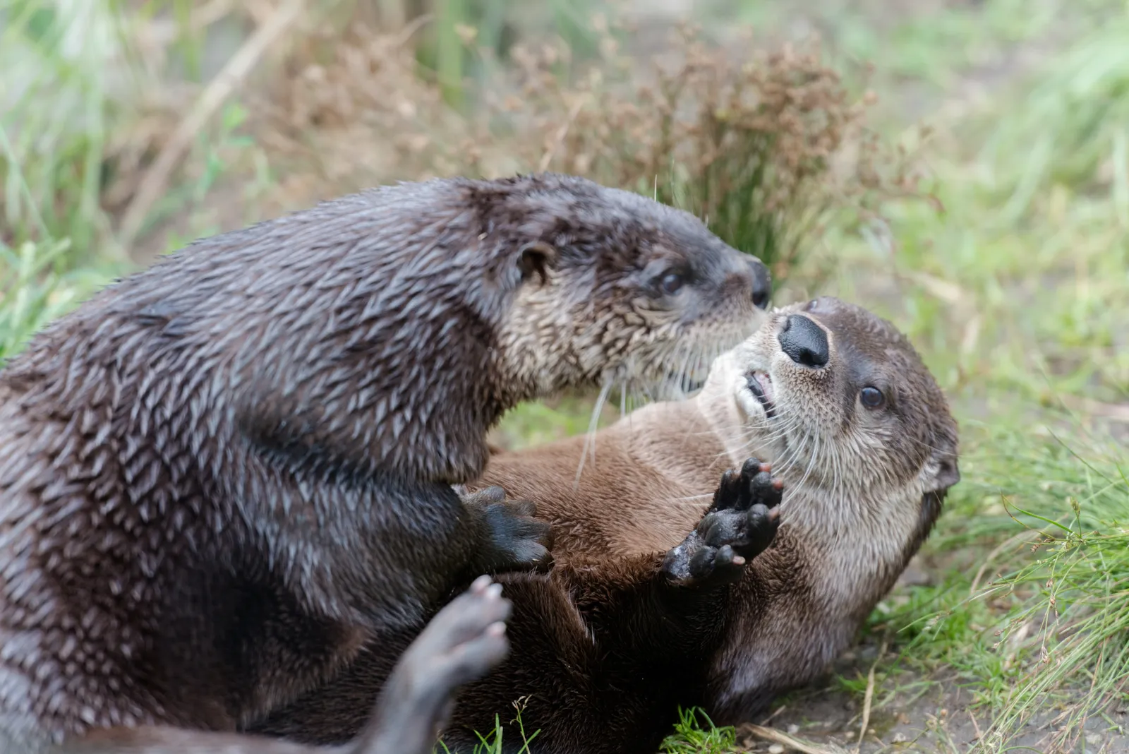 Engaging in Playful Behaviors (Two Otters Playing, CC BY-SA 2.0)
