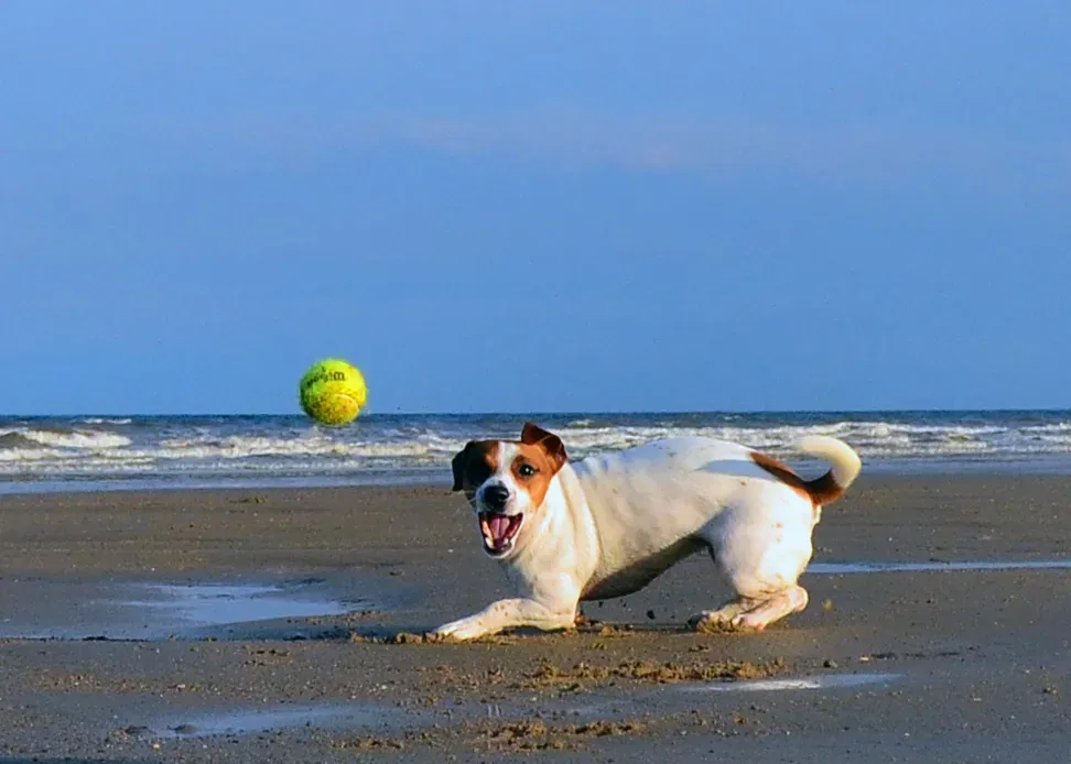 #15: The Jack Russell Terrier (By Steve-65, CC BY-SA 3.0)