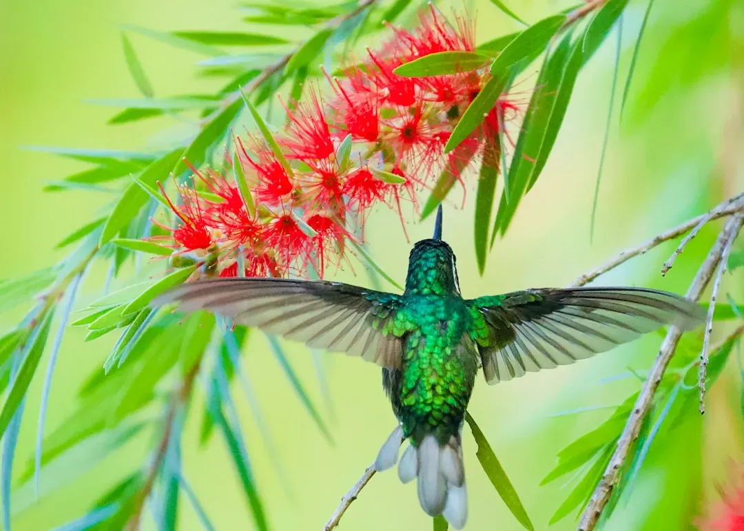 The Turquoise-Throated Puffleg: Possibly the Rarest Bird Alive (Image Credits: Unsplash)