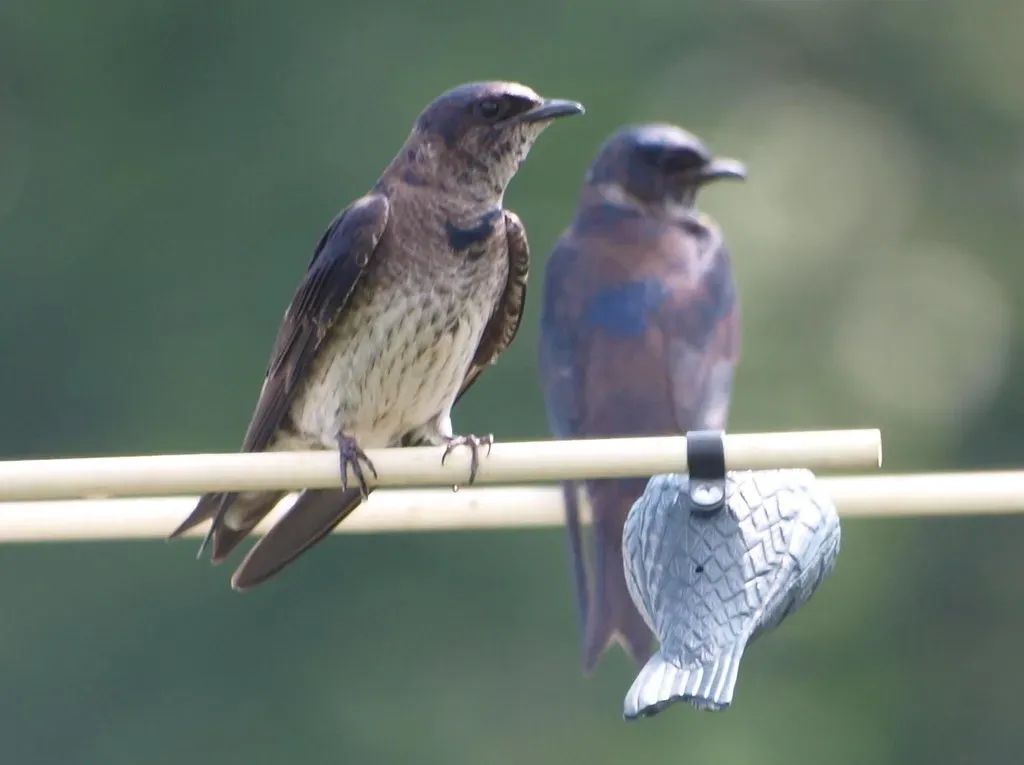 6. Use Purple Martin Decoys (F. D. Richards, Flickr, CC BY-SA 2.0)