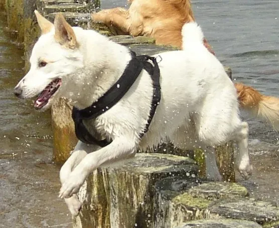 3. Canaan Dog: Ancient Genes, Modern Savings (CC BY-SA 3.0)