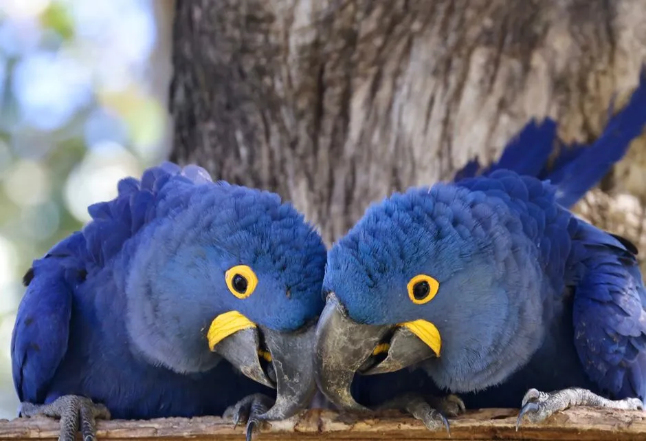 3. Beak Grinding Before Lights Out (Image Credits: Pexels)