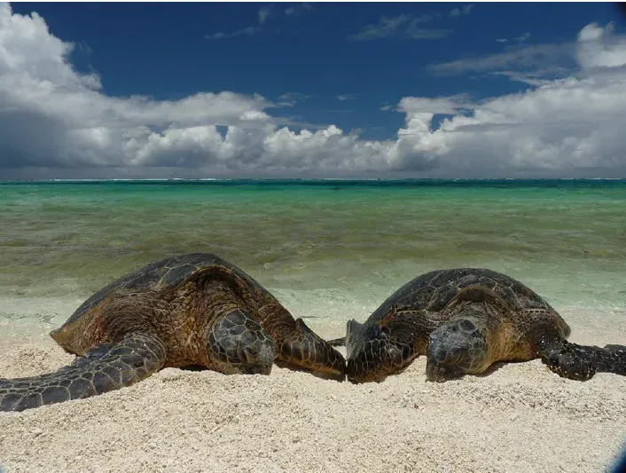 Papahānaumokuākea Marine National Monument: Ocean Giants' Refuge (Image Credits: Wikimedia)