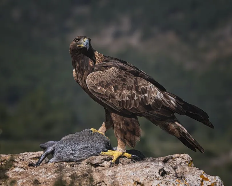 #2 Taurus – The Golden Eagle (Image Credits: Pexels)