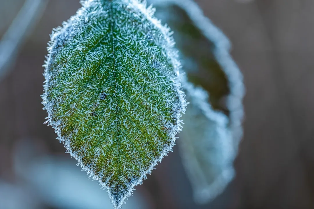 #2 - You're Probably Planting a Month Too Early (Image Credits: Unsplash)