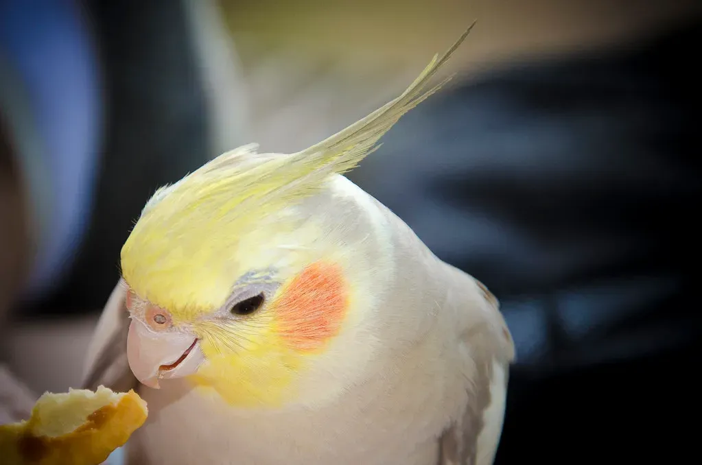 6. Cockatiel: The Gentle Charmer Who Sings for You (Vincent Albanese, Flickr, CC BY 2.0)