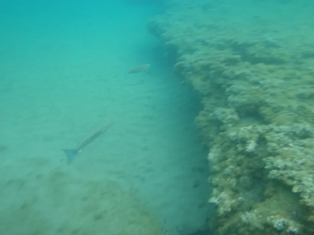 3. The Deep Ocean Floor: America's Last True Frontier (dimsis, Flickr, CC BY-SA 2.0)