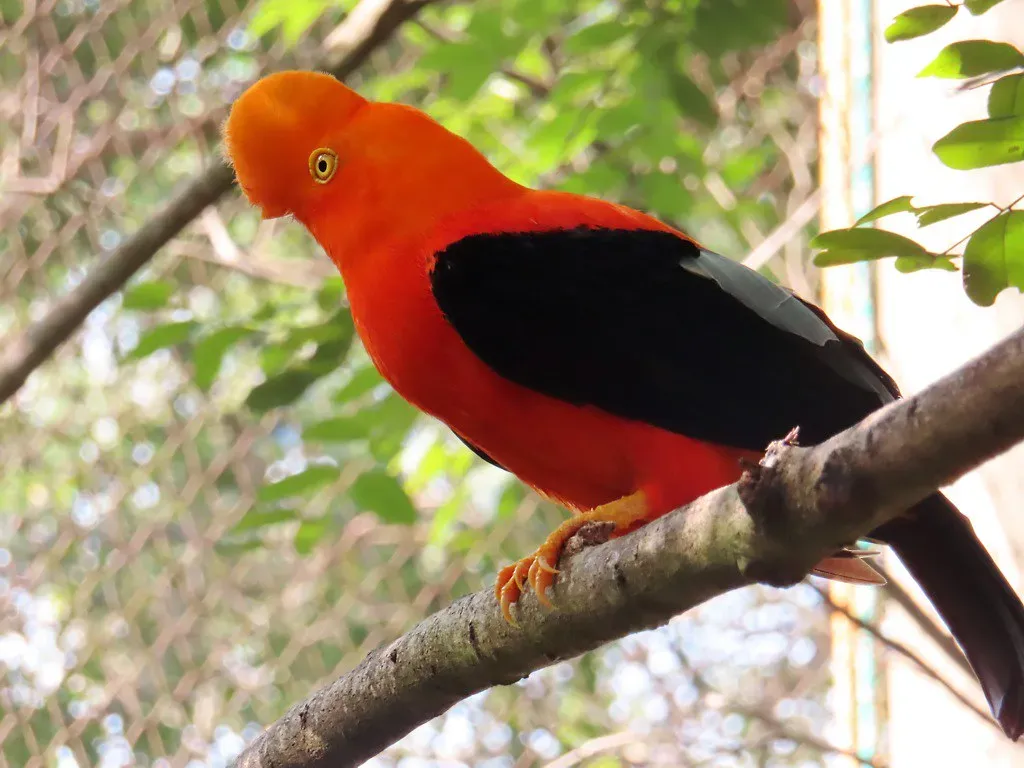 5. Andean Cock-of-the-Rock (Image Credits: Flickr)