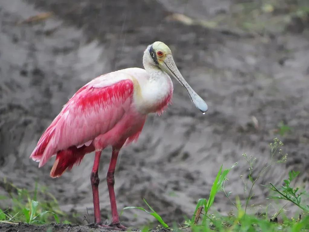 Understanding the Spoonbill's Unique Biology (Image Credits: Flickr)