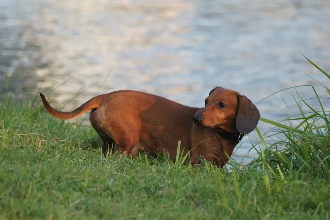 5. Dachshund (Image Credits: Unsplash)