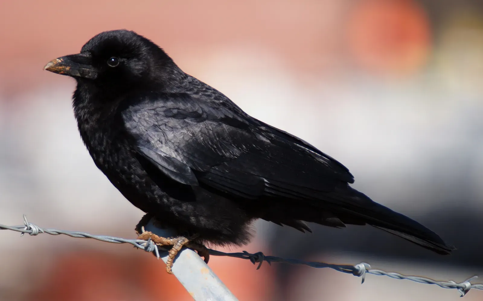 Conclusion: The Bird That Has Been Watching You All Along (KenThomas.us (personal website of photographer), Public domain)