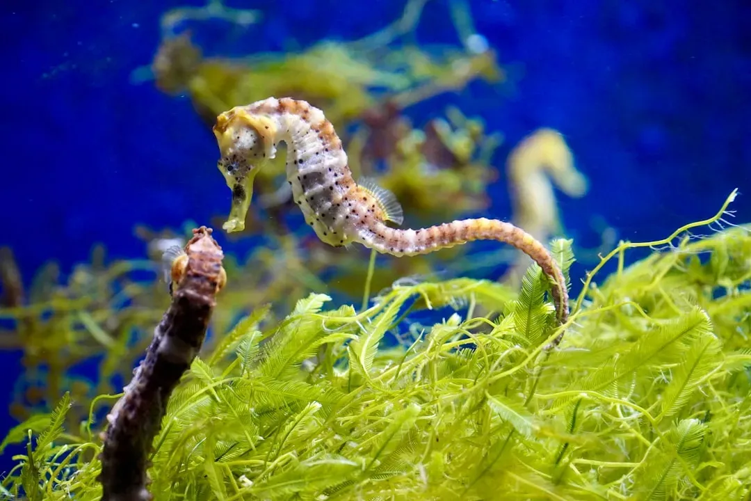 6. The Seahorse: Tiny, Fragile, and Surprisingly Crafty (Image Credits: Unsplash)