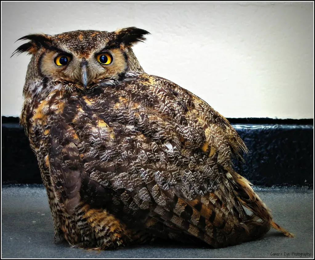#9: Talons With Extraordinary Crushing Force (Camera Eye Photography, Flickr, CC BY 2.0)