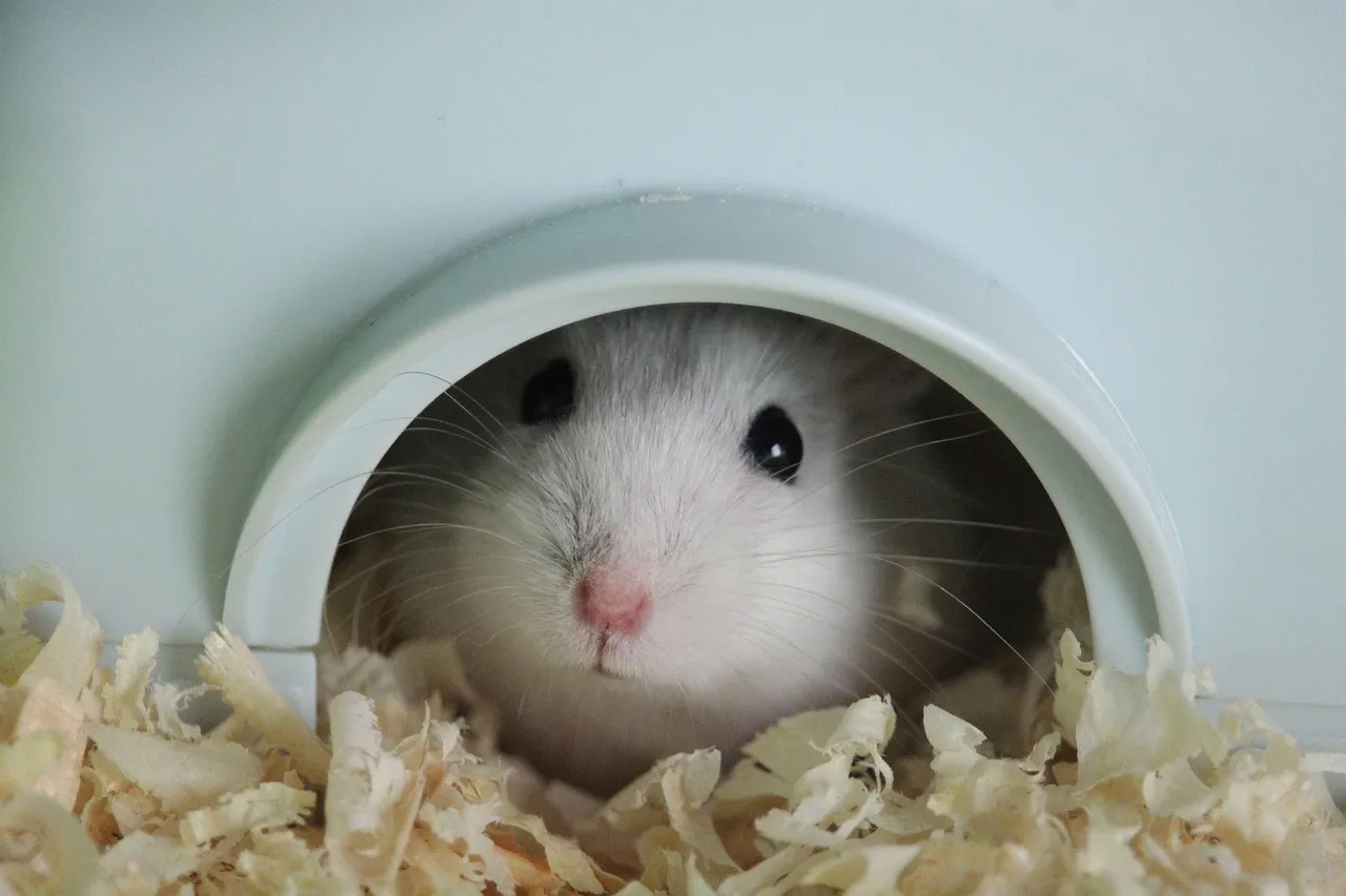They’re Hiding Food and Creating Storage Rooms (Image Credits: Pixabay)
