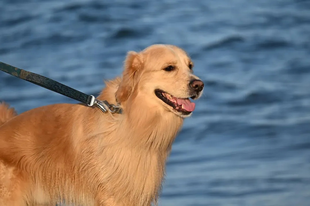 Never Let Your Dog Off Leash (Image Credits: Unsplash)