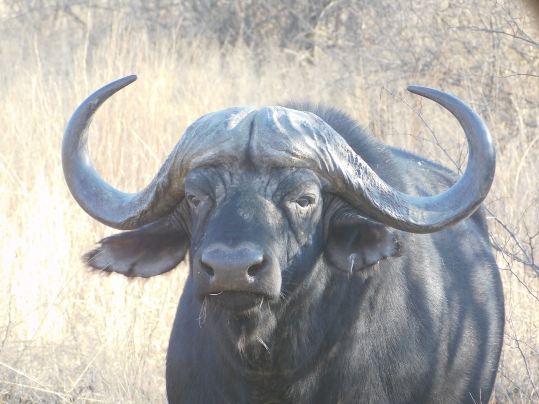 The Buffalo: Sacred Provider of the Plains (Image Credits: Unsplash)