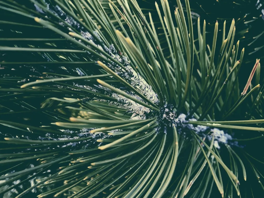 Pine-Based Cleaners: Nature's Repellent (Image Credits: Unsplash)