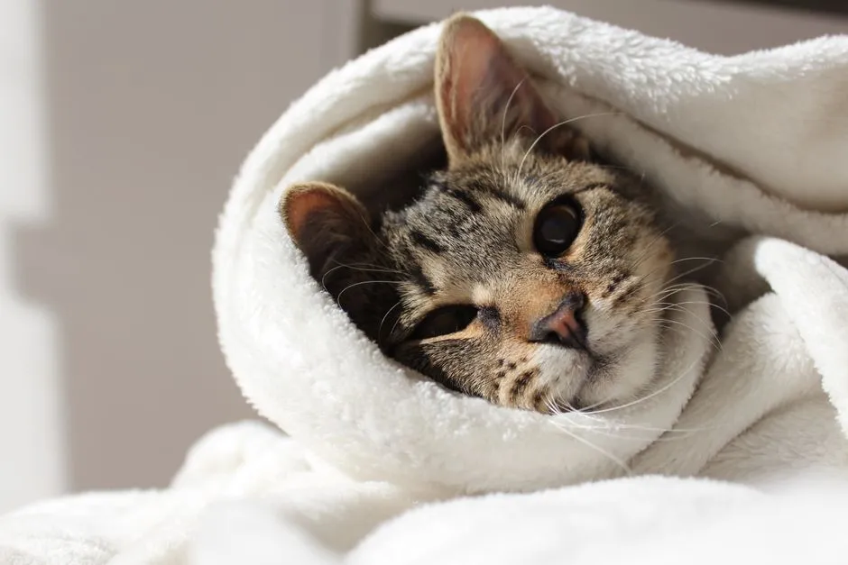 #13 - "I Don't Want to Be Cold Anymore" (Image Credits: Pexels)
