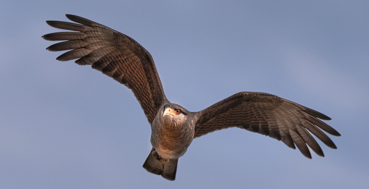 Aries and the Fierce Hawk (Image Credits: Pixabay)