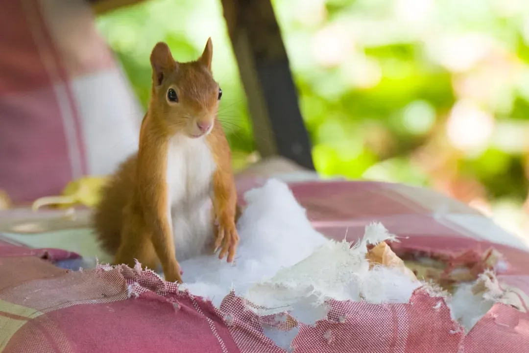 3. Squirrels (Image Credits: Unsplash)