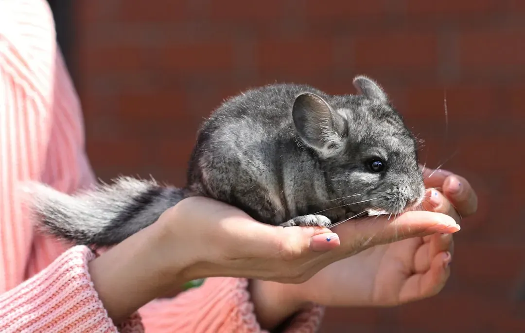 #4 – Chinchillas Hold Onto Their First Bond Fiercely (Image Credits: Unsplash)