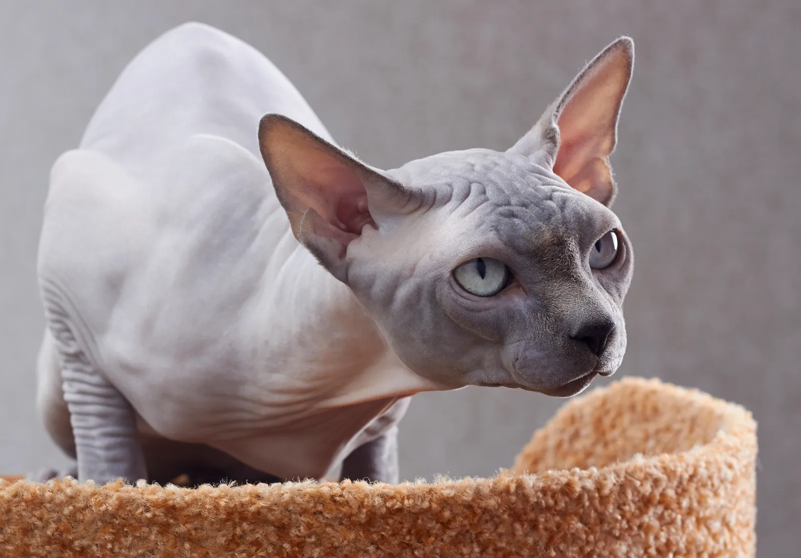 #4 - Sphynx (By Dmitry Makeev, CC BY-SA 4.0)
