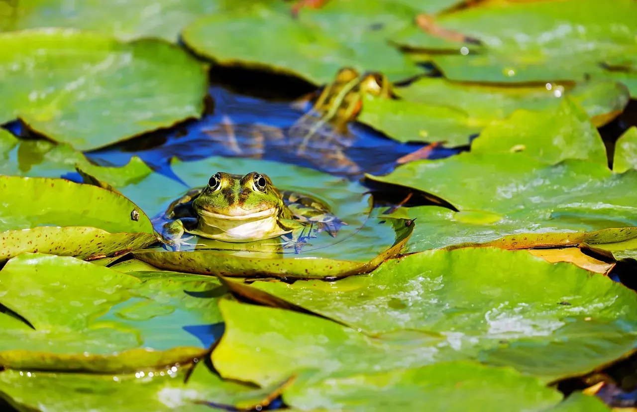 Water-Holding Frog's Buried Secret (Image Credits: Pixabay)